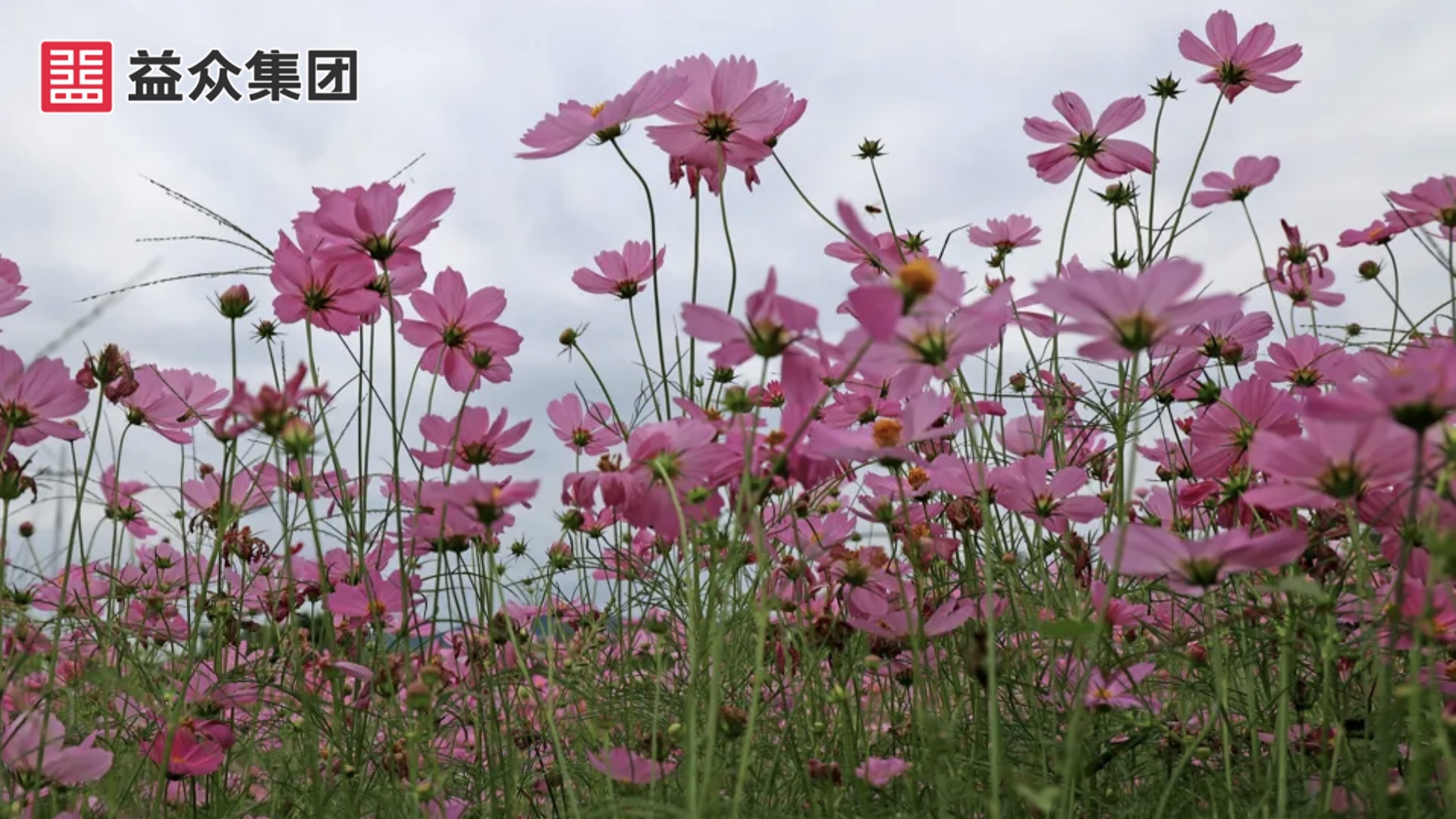 近景1_副本 近景1_副本